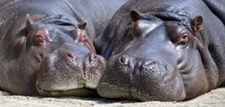 Hippos