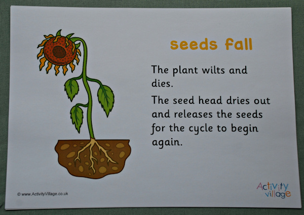 Life cycle of a sunflower 2