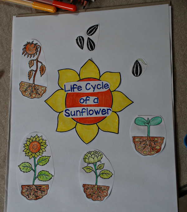 Sticking the pictures down to make the poster