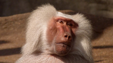 Baboons at Activity Village
