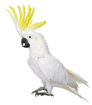 Cockatoos for kids