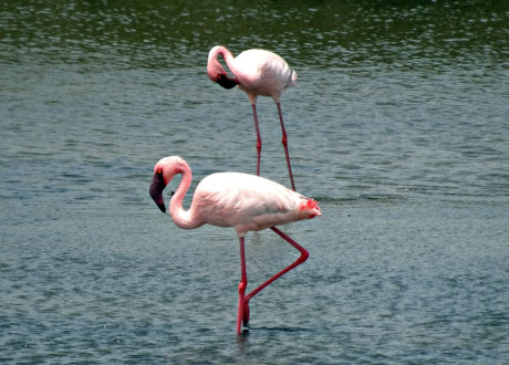 Flamingo activities for kids at Activity Village