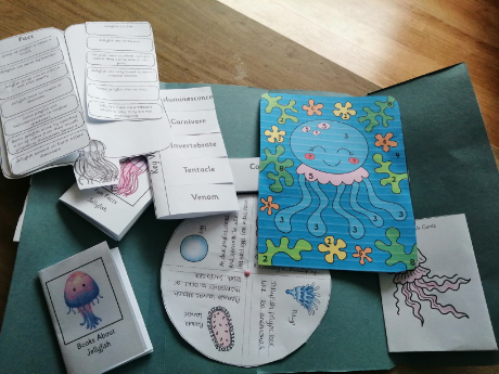 Our jellyfish lapbook