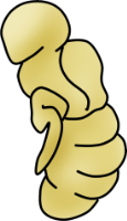 pupa stage 1