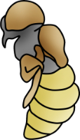 pupa stage 2