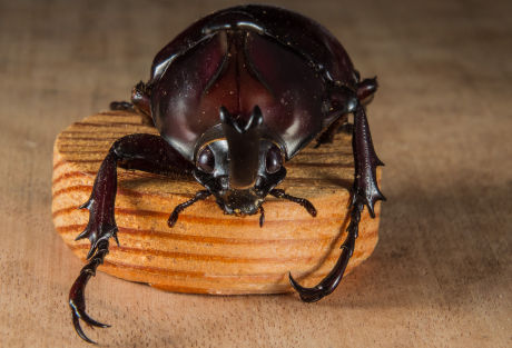 The scary looking rhinoceros beetle!