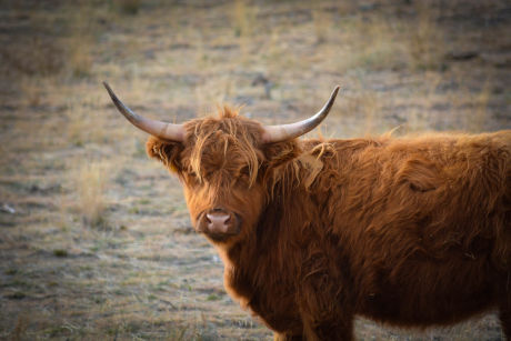 Yaks for kids