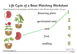 Life Cycle Matching Activities