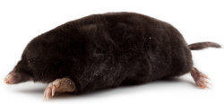 Learn About Moles