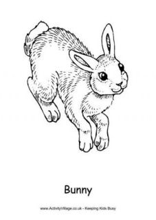 Rabbit Colouring Pages