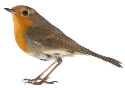 Robin theme for kids