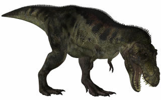 Tyrannosaurus