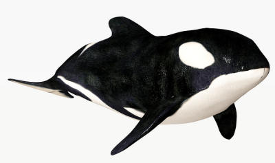 Whales